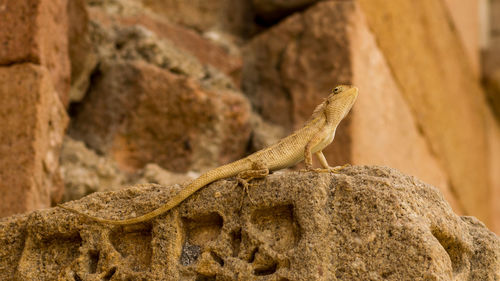 Close-up of lizard on rock