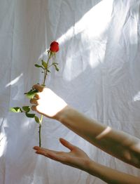 Person holding white flowering plant