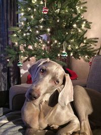 Portrait of dog on christmas tree at home