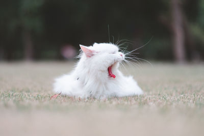 Close-up of a cat on field