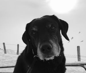 Close-up portrait of a dog