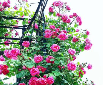 Close-up of pink flowering plants