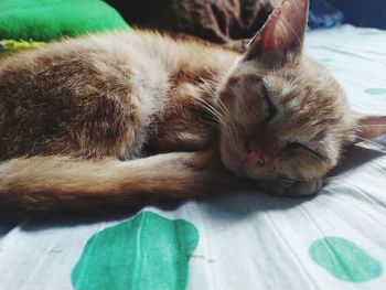 Close-up of cat sleeping on bed