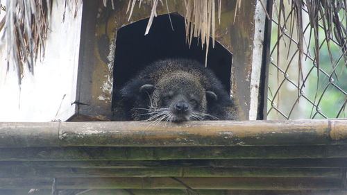 Close-up portrait of an animal in zoo