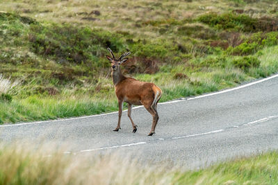 A beautiful red deer poses for the camera in the isle of lewis - scotland