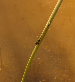 Close-up of grasshopper on wall