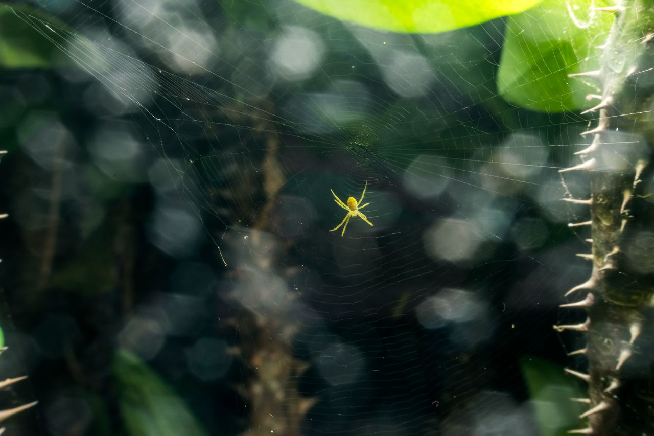 CLOSE-UP OF SPIDER ON WEB OUTDOORS