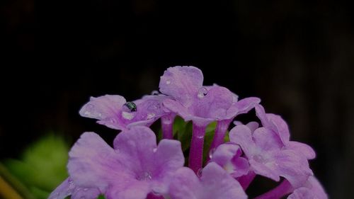 Close-up of water drops on flowers at night