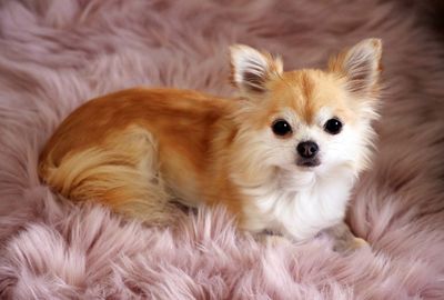 Close-up portrait of a dog