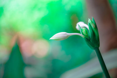 Close-up of white flowering plant