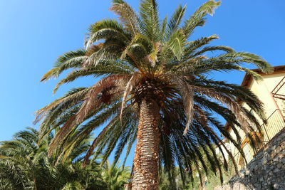 Low angle view of palm trees against clear sky