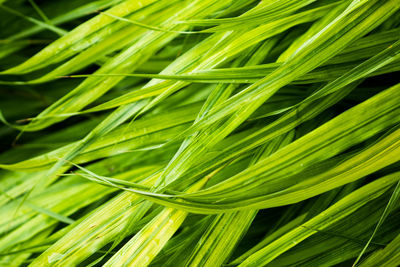 Full frame shot of green leaves