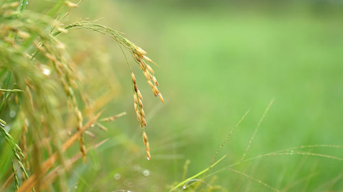 Close-up of wheat growing on field