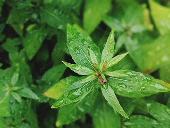 Close-up of wet plant leaves
