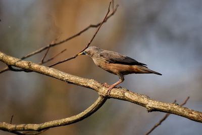Bird perching on branch