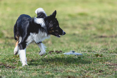 Dog running on field