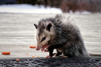 Close-up of a eating food