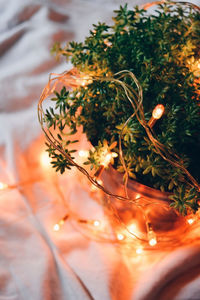 High angle view of illuminated plant