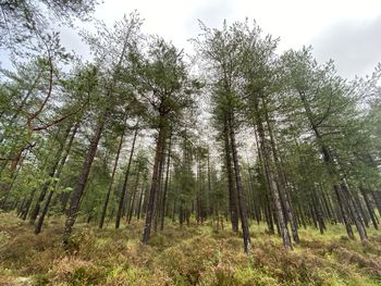 Low angle view of trees in forest against sky