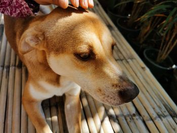 Close-up of dog looking away