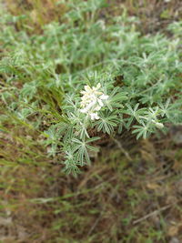 High angle view of white flowering plants on field