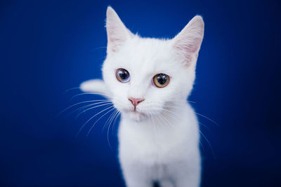 Close-up portrait of white cat against black background