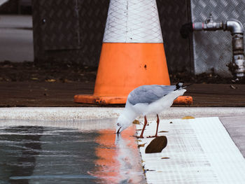 Seagull spotted drinking from a public pool with a safety cone in the background