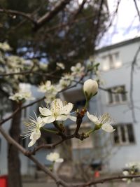 Close-up of fresh white flowers blooming on tree
