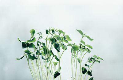 Green sprouts of young greenery macro shooting