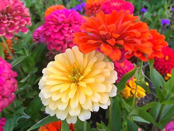 Close-up of flowers