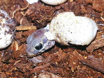 Close-up of crab on rock