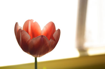 Close-up of flower blooming outdoors
