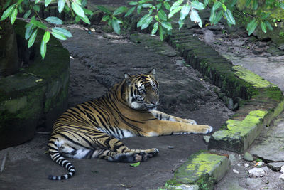 Sumatran tiger that looks calm but very deadly at gembira loka zoo.