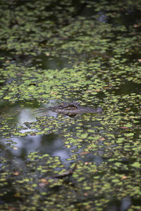 High angle view of ducks swimming in lake