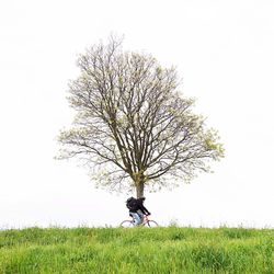 Trees on grassy field