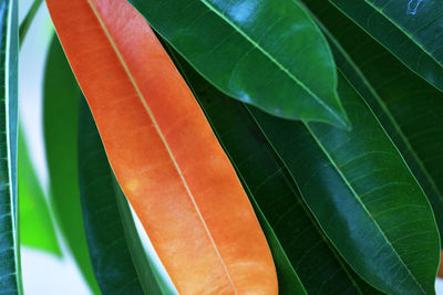 Close-up of fresh green leaves