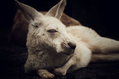 Close-up of a sleeping dog