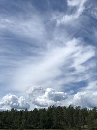 Low angle view of trees against sky