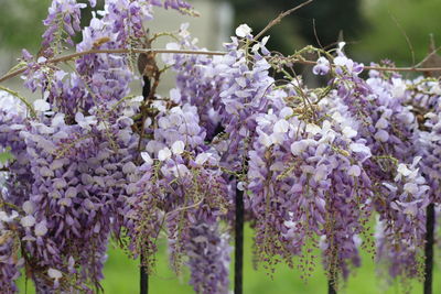 Close-up of purple flowering plant