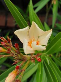 Close-up of white flowering plant