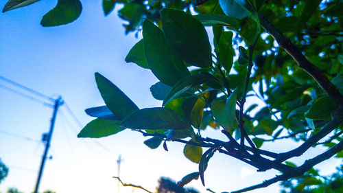 Low angle view of leaves against blue sky