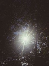 Sun shining through trees