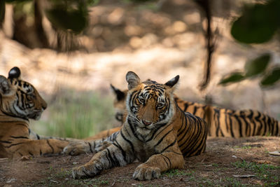 Cat resting in a zoo