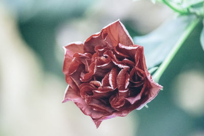 Close-up of red rose