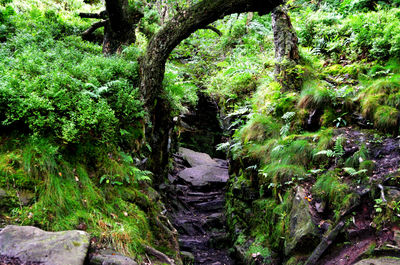 Trees growing in forest