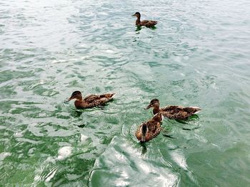 View of swimming in water