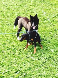 Black dog on field