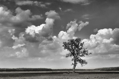 Tree on field against sky