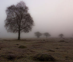 Bare tree on landscape