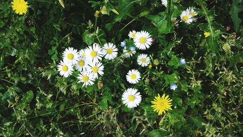 Close-up of white flowering plants on field